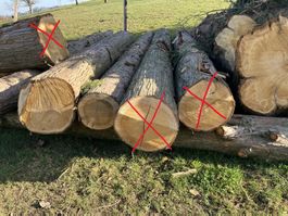 Tuja - Holzstämme
