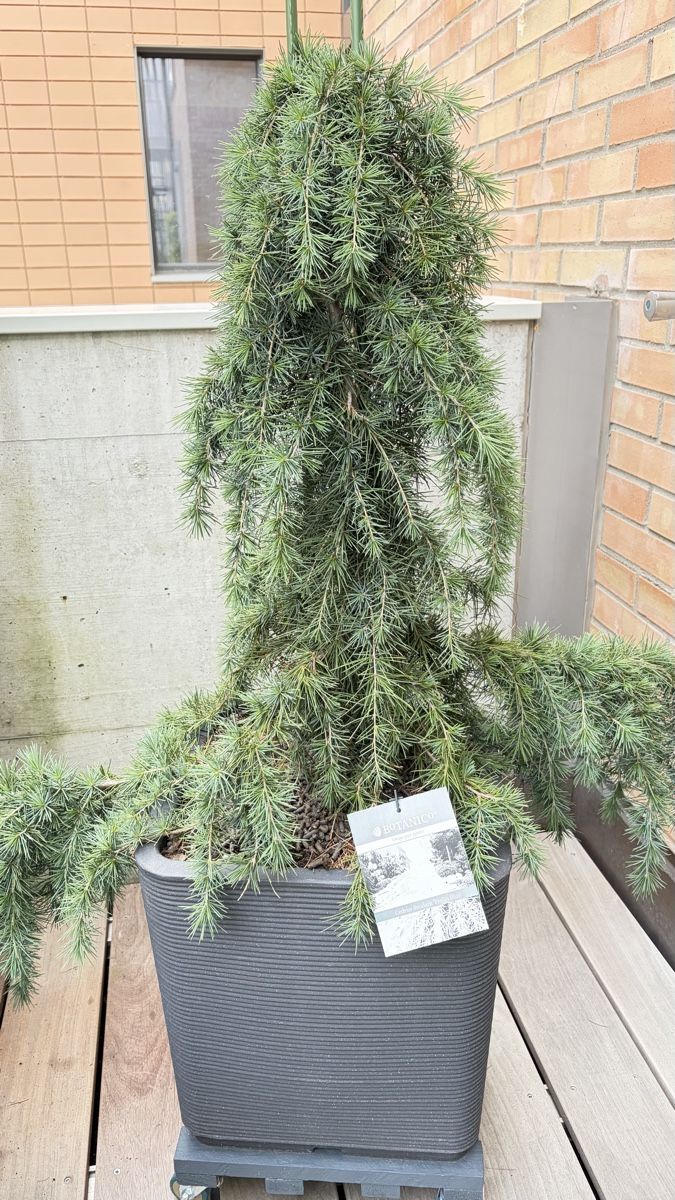 Pflanzen & Samen: Cedrus „ Feelin Blue“  – Neu (gemäss Beschreibung) aus Herisau von Camelia01 2