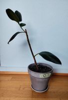 Ficus Elastica – 72 cm avec pot