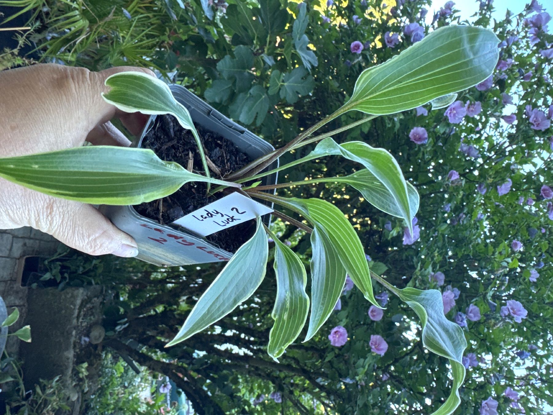 Pflanzen & Samen: Hosta lady luck 2 – Gebraucht aus Lajoux JU von Briard0 1