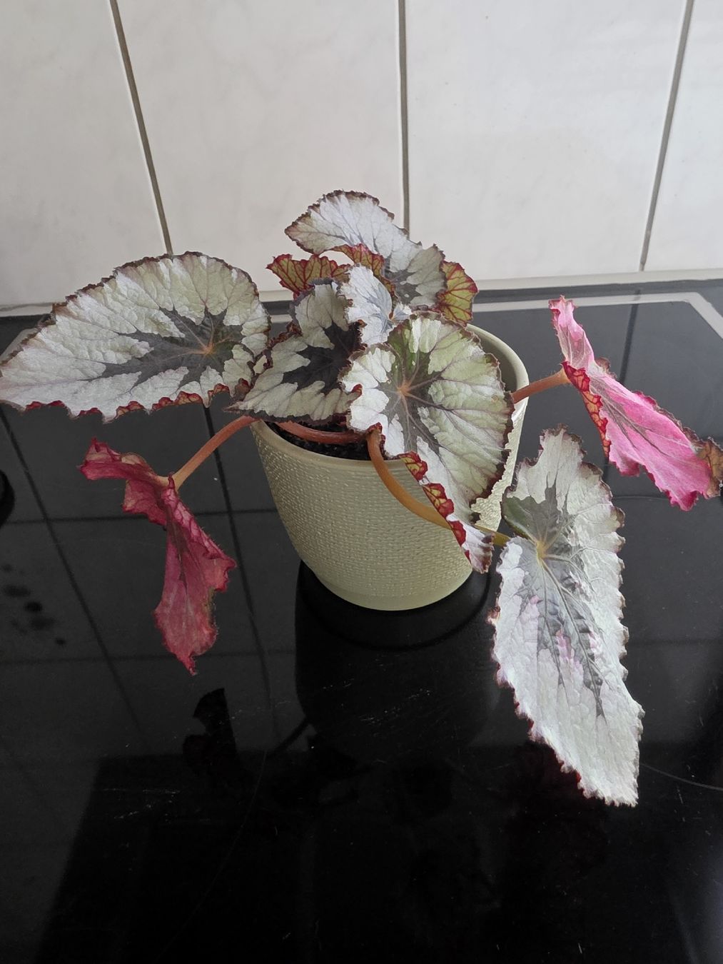 Piante & sementi: Begonia rex – Usato da Kriegstetten venduto da son_c5nh