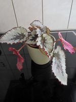 Begonia rex