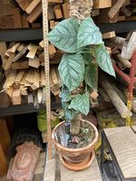 Monstera dubia