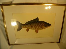 Wunderschöne Fisch-Lithographie (Karpfen) von Linné