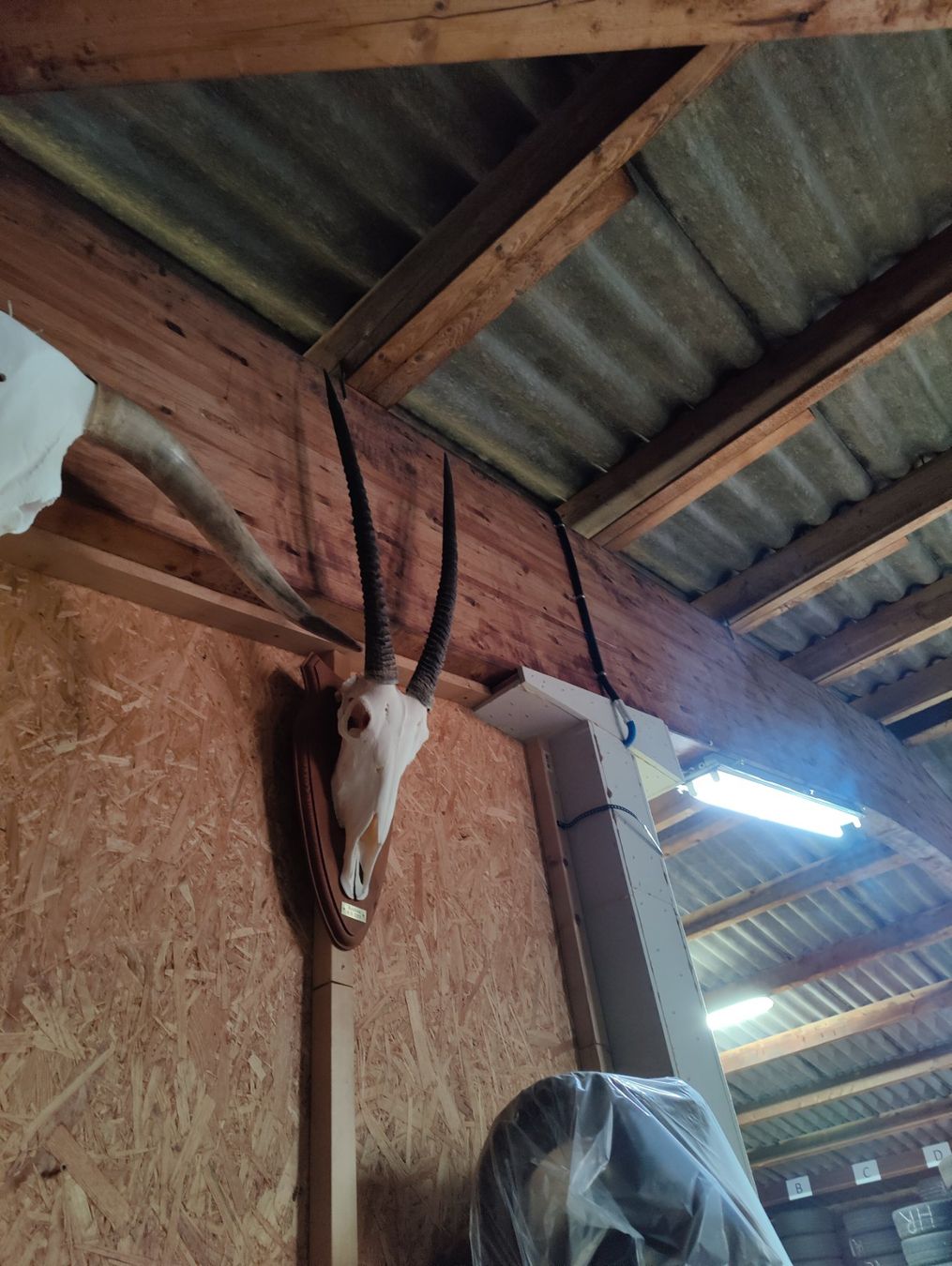 Altre raccolte & rarità: 2 Oryx Antilopen – Usato da Kaltbrunn venduto da Reimin85 1