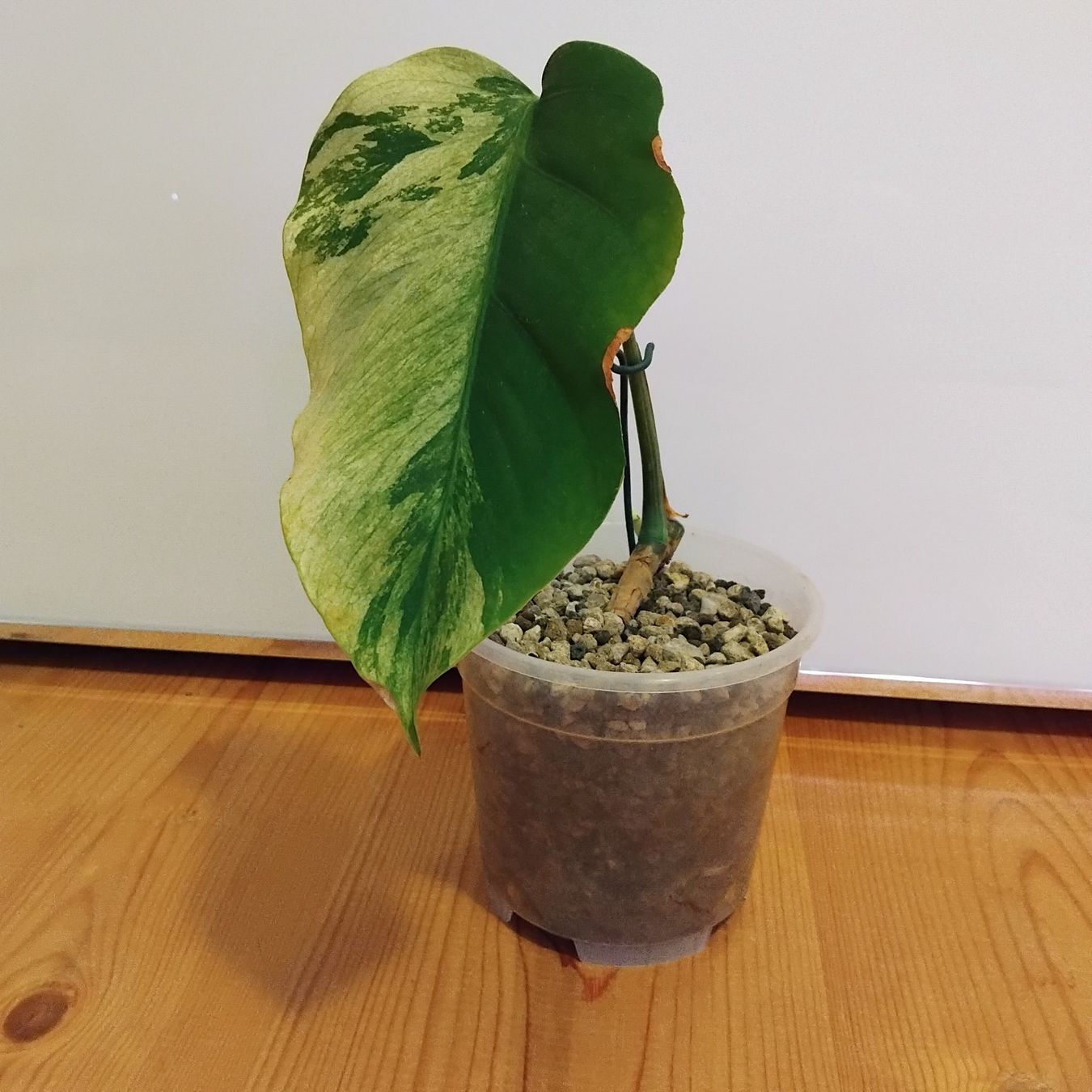Monstera deli. 'Mint' - Teilstck mit Austrieb (Gebraucht) in Stein AR fr  CHF 68  mit Lieferung auf Ricardo kaufen
