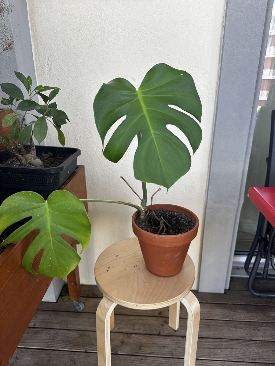 Piante & sementi: Monstera Pflanze im Topf – Usato da Wohlen AG venduto da tim2026