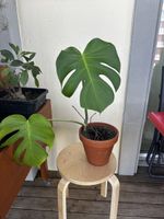Monstera Pflanze im Topf