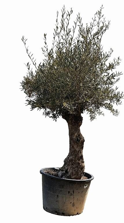 Plantes & graines: Olivenbaum "Olea Europea 9 – Neuf avec emballage d'origine à Zuckenriet par Thur_Plant