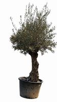 Olivenbaum "Olea Europea 9