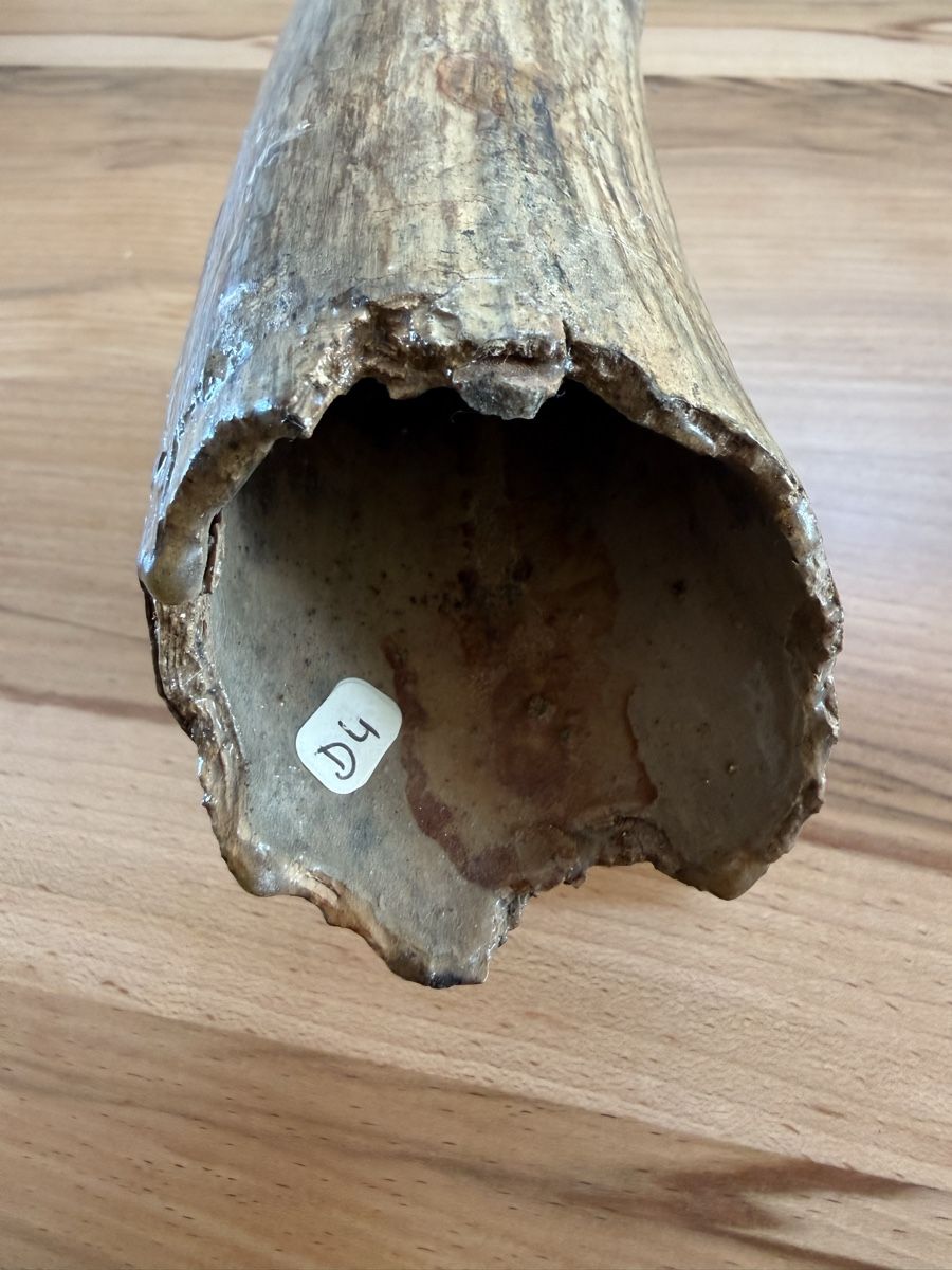 Fossili: Mammut-Stosszahn – Usato da Grenchen venduto da Bastet007 5