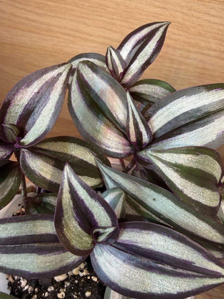 Piante & sementi: Tradescantia Zebrina – Nuovo e nell'imballaggio originale da Basel venduto da tamy90 2