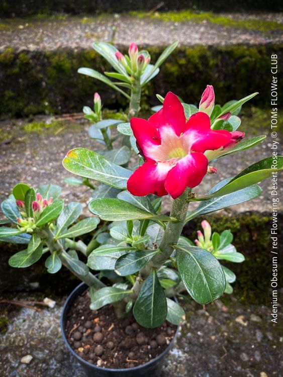Wüstenrosen-Rhizom, Exotische, Winterharte Mehrjä Produktbild-Vorschau 2