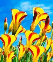 Oxalis Golden Cape !  RARE  ( 3x )