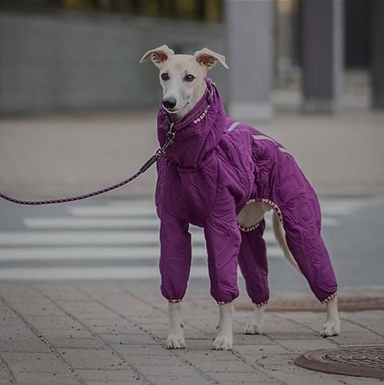 Abbigliamento: Cappotto per cani Quilted Overall – Usato da Lugano venduto da plo_7rxx 2