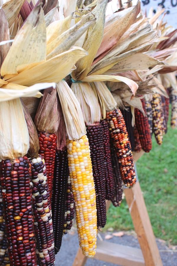 Piante & sementi: 40 Samen Mais RED HUSK – Nuovo (secondo la descrizione) da Ehrendingen venduto da VerveinaSamen 2