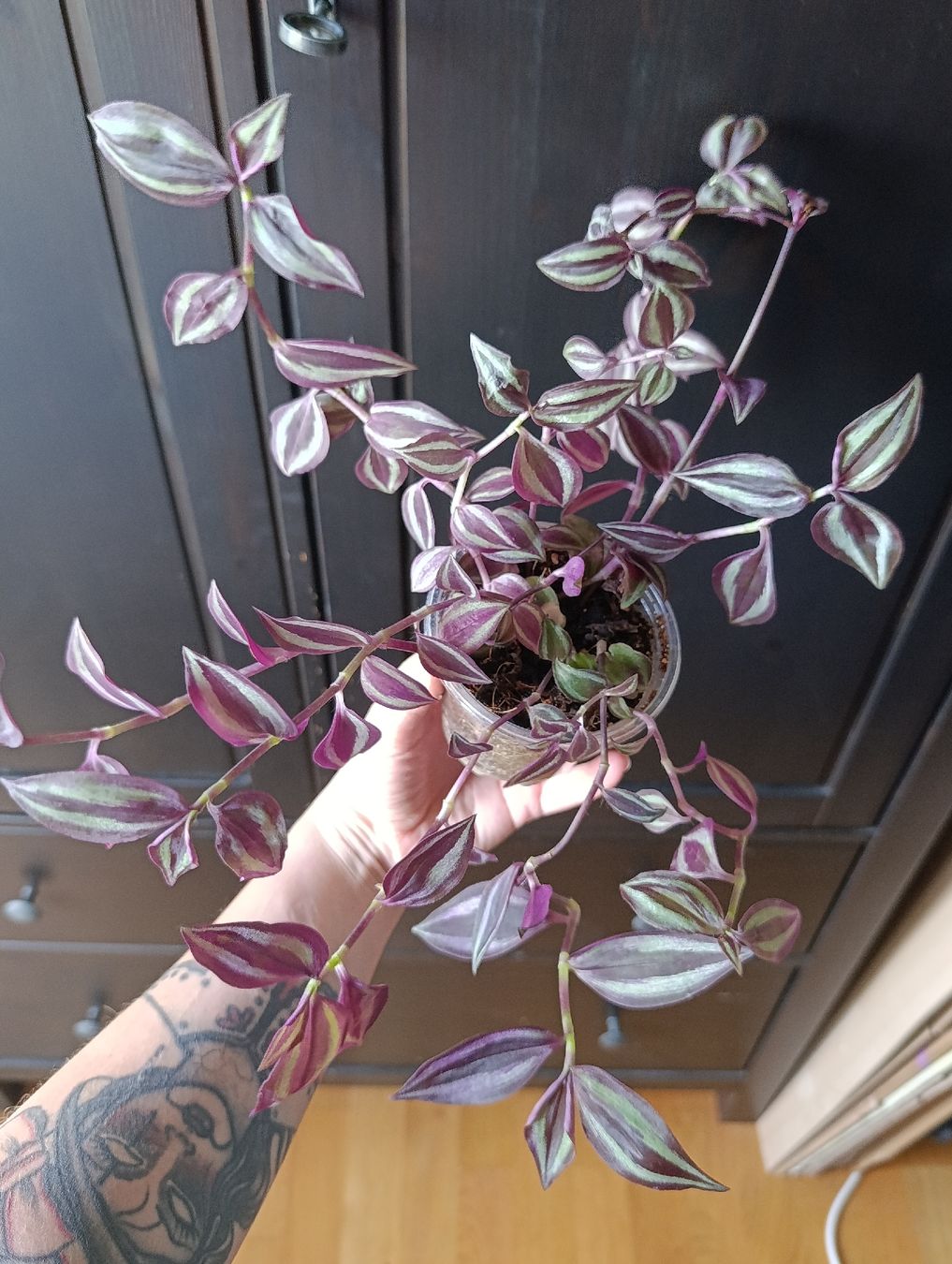 Piante & sementi: Tradescantia Zebrina – Nuovo (secondo la descrizione) da Baar venduto da L.isa28