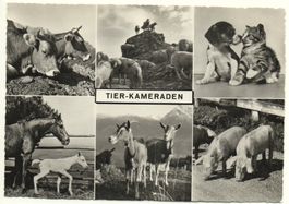 TIER-KAMERADEN Kühe, Ziegen, Schweine, Pferd, Hund, Katze