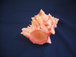 Schöne Muschel mit besondere Rosa -Farbe 12 cm gross