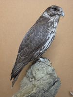 Präparat Gerfalke ( legal! )