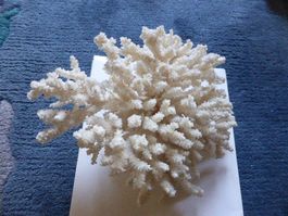Antiker Korallenbaum,weiss,filigran,Déco,Aquarium etc.