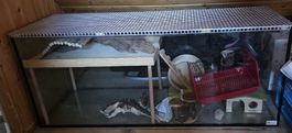 Nager Terrarium gross