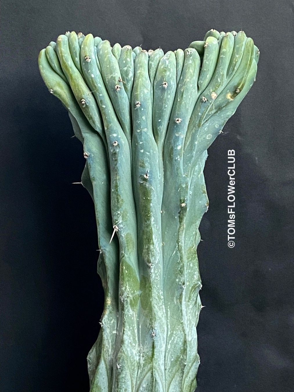 Pflanzen & Samen: Myrtillocactus Geometrizans Cristata Blue - einmalige Form – Neu und originalverpackt aus Adliswil von asTOMas963