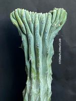 Myrtillocactus Geometrizans Cristata Blue - einmalige Form