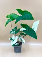 Syngonium Albo Variegata