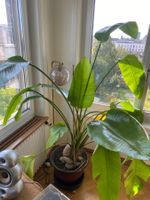 Strelitzia Zimmerpflanze gross mit Topf