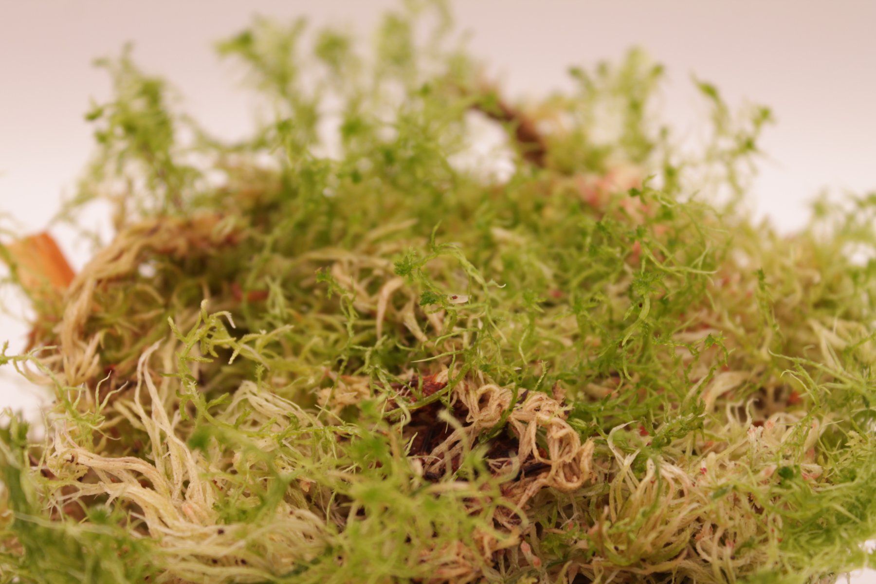 Piante & sementi: Sphagnum Moos Lebend - 200g – Nuovo (secondo la descrizione) da Wattwil venduto da ooros 3