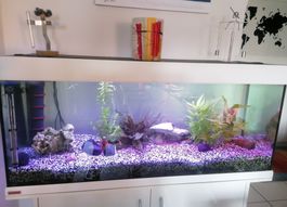 Aquarium Eheim Vivaline 240 Weiss mit Unterschrank guter ...
