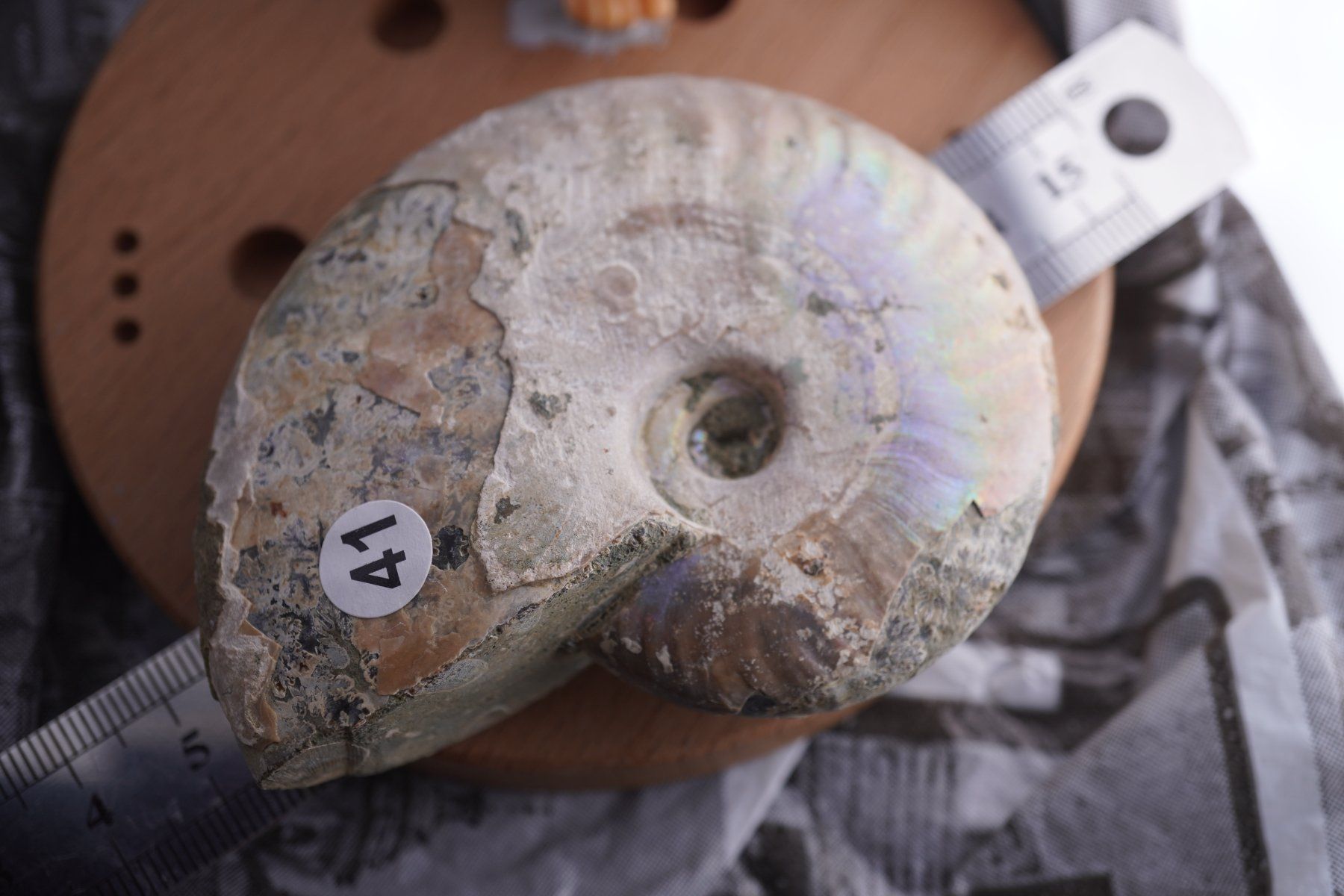 Mineralien & Heilsteine: Ammonit  Opalisiert   Wunderschön  ca  75mm – Neu und originalverpackt aus Eschenbach SG von topstone 1