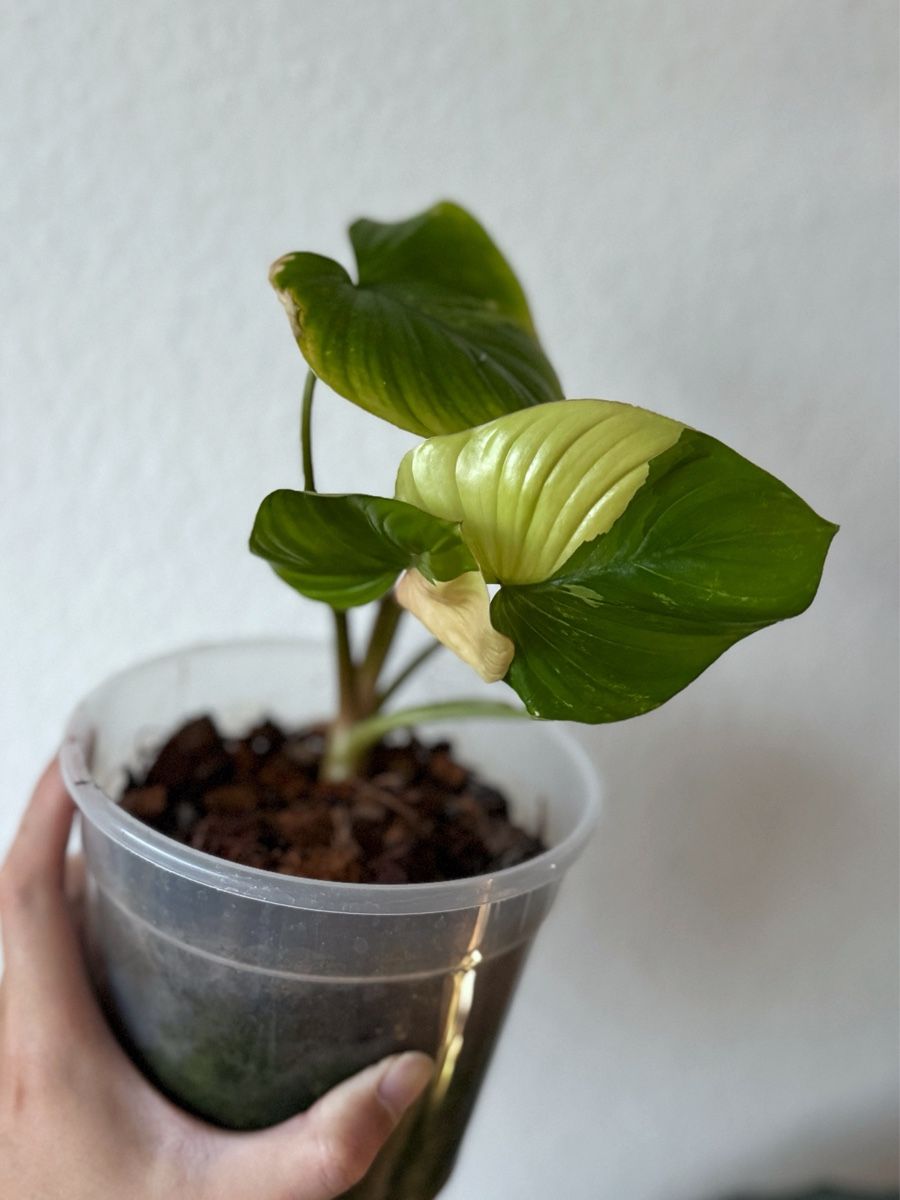 Piante & sementi: Homalomena Rubescens Pink – Nuovo (secondo la descrizione) da Bern venduto da Lucas_Ma 1
