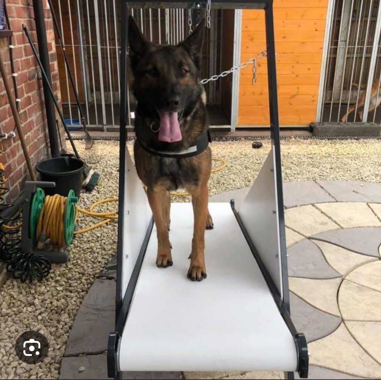 Remorques autochargeuses/d'ensilage: Tapis de course pour chien FIREPAW – Neuf (Voir description) à  par  1