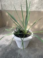 YUCCA Immergrüne & winterharte Garten-Yucca 75cm