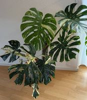 Monstera Thai Constellation, gefensterte Blätter