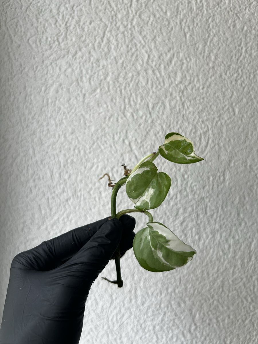 Plantes & graines: Boutures Pothos N’joy – D'occasion à Develier par mel_qd2m 1