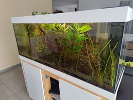 Grosses Aquarium mit Pflanzen und Fischen