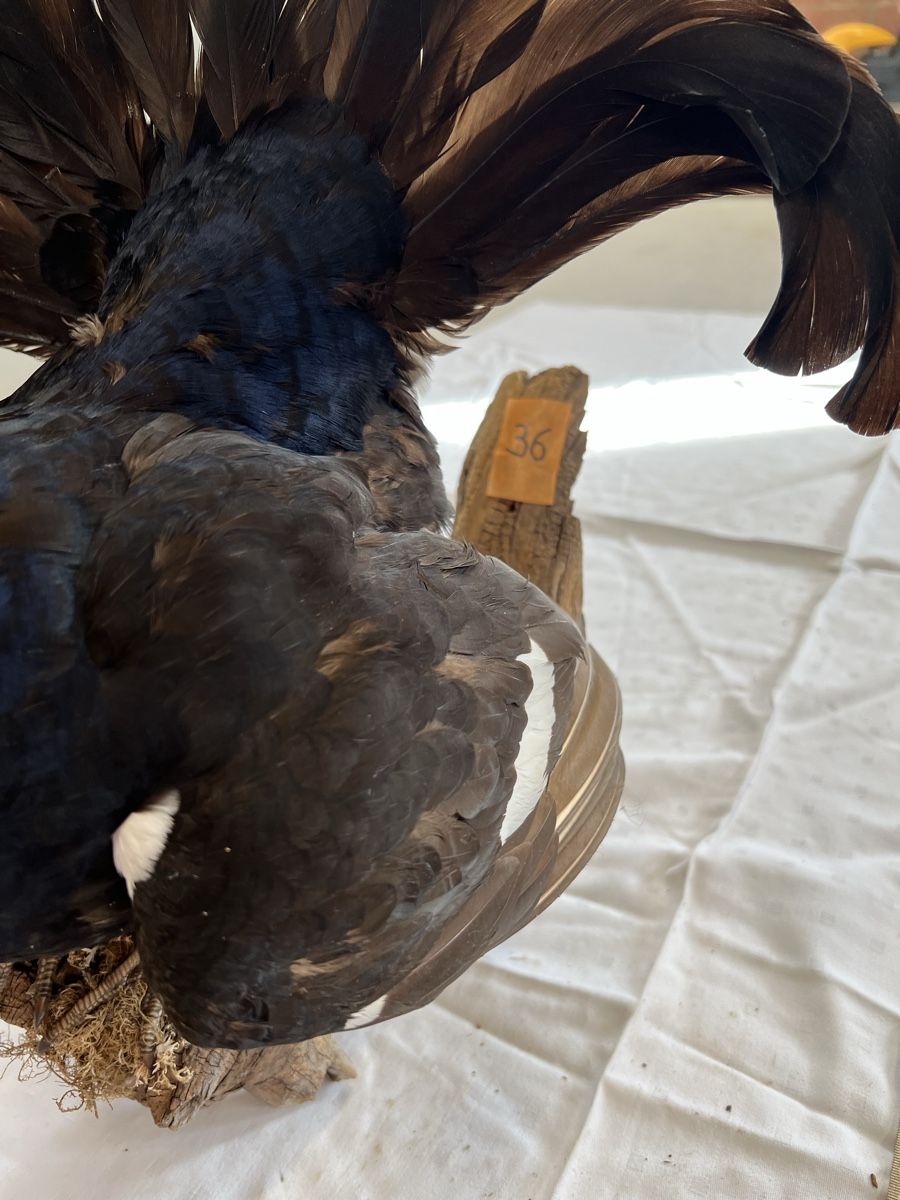 Il mondo degli animali: Auerhahn ausgestopft  – Usato da Euthal venduto da ruckzuckrohrfrei 3