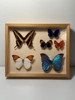 6 Schmetterlinge und Schaukasten
