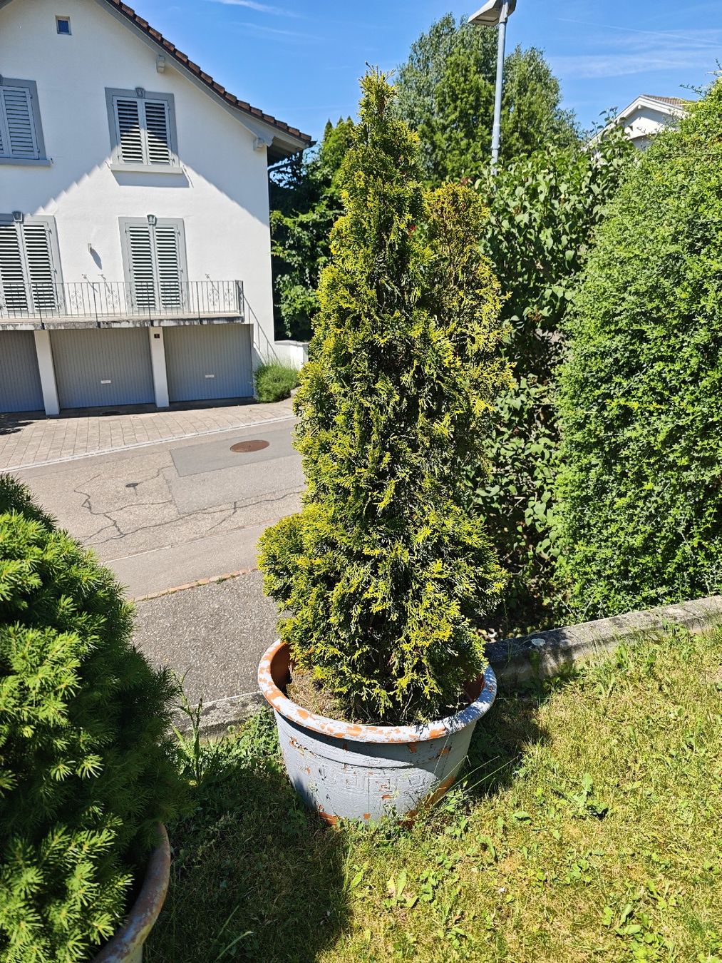 Piante & sementi: Thuja Baum  – Usato da Eschenbach SG venduto da twin02