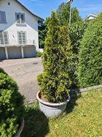 Thuja Baum 
