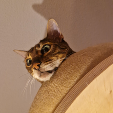 Profile image of BengalCatKing