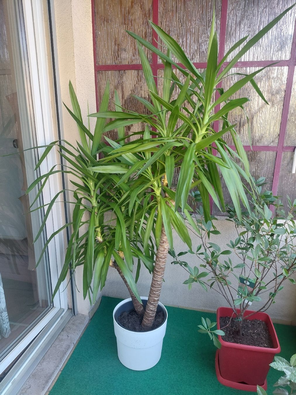 Piante & sementi: Superbe yucca d'intérieur - deux troncs – Usato da Lausanne venduto da sou_y69h 1