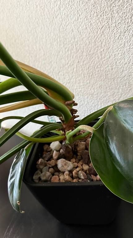 Piante & sementi: Philodendron Green Princess, 90cm, Selbstbewässerer – Usato da Aadorf venduto da Arkabraa 1