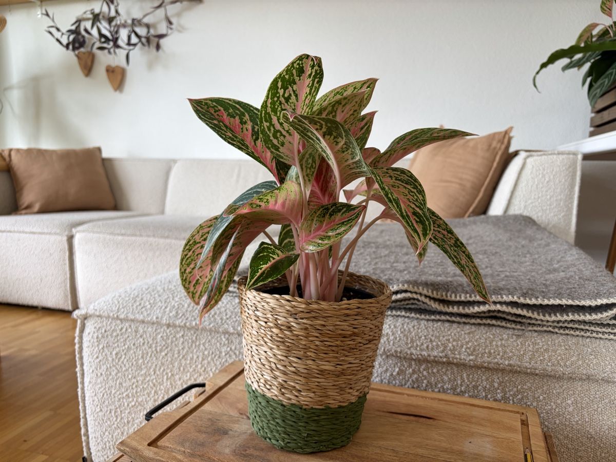 Plantes & graines: Aglaonema Cocomelon mit Topf – D'occasion à Baar par annasorbian 1