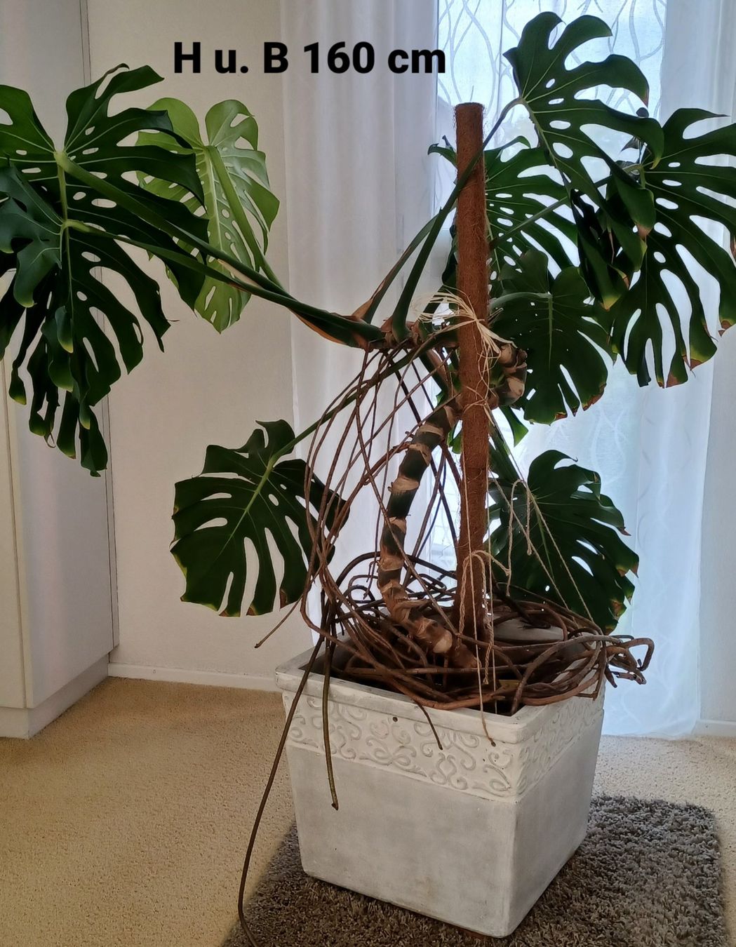 Piante & sementi: Philodendron – Usato da Hochdorf venduto da PHS