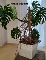 Philodendron
