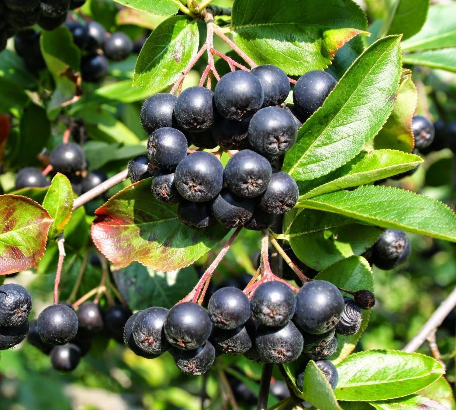 Plantes & graines: Aronie noire 'Viking' comestible  2x – Neuf avec emballage d'origine à Bremblens par FIBONACCI369 3